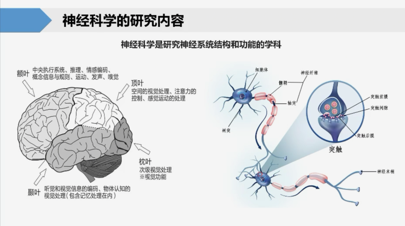 直播回顾｜神经调控与检测技术：探秘大脑研究的科技前沿